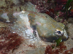 Artedius notospilotus