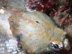 Artedius notospilotus