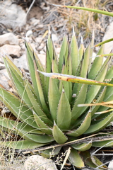 Agave gracilipes