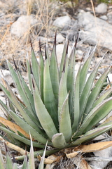 Agave gracilipes