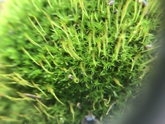 Tortula muralis