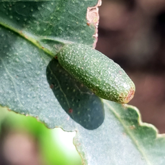 Apiomorpha spinifer