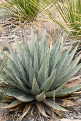 Agave gracilipes