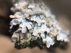 Parmelia sulcata