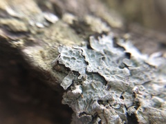 Parmelia sulcata