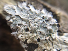 Parmelia sulcata