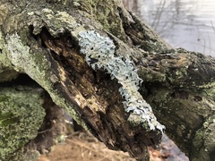 Parmelia sulcata