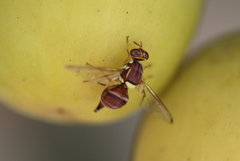 Bactrocera zonata