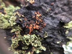 Phaeophyscia rubropulchra