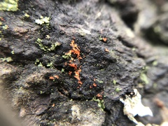 Phaeophyscia rubropulchra