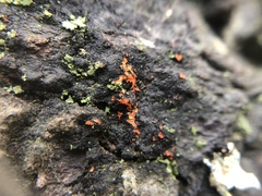 Phaeophyscia rubropulchra