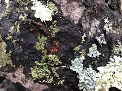 Phaeophyscia rubropulchra