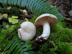 Lactarius pallescens
