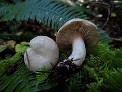 Lactarius pallescens