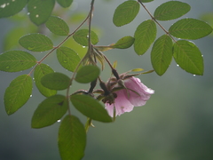 Rosa macrophylla