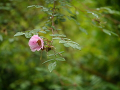 Rosa macrophylla