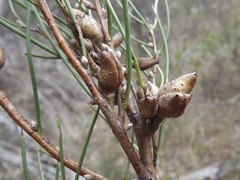 Hakea macrorrhyncha