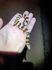 Simoselaps littoralis