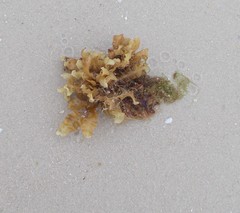 Sargassum paradoxum