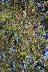 Dendrophthoe falcata