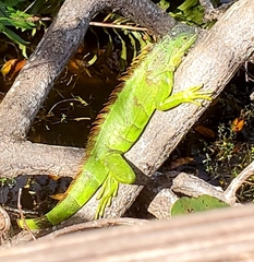 Image of Iguana iguana