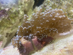 Fimbriaphyllia paradivisa