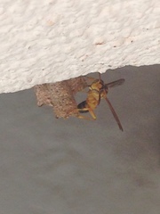 Mischocyttarus cerberus