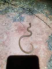 Pygopus nigriceps