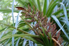Dracophyllum elegantissimum