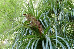 Dracophyllum elegantissimum