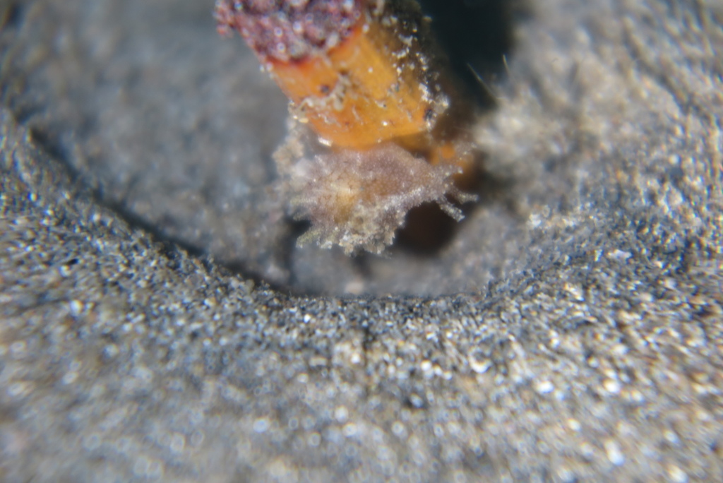 Whirligig Sea Hare