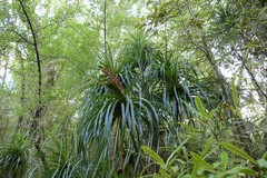 Dracophyllum elegantissimum