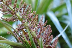 Dracophyllum elegantissimum