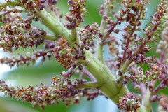 Dracophyllum elegantissimum