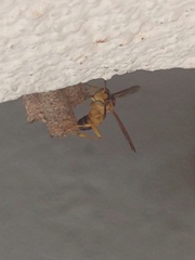 Mischocyttarus cerberus