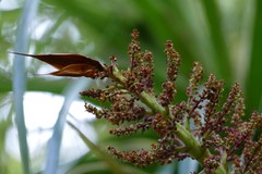 Dracophyllum elegantissimum
