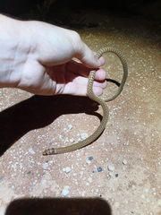 Pygopus nigriceps