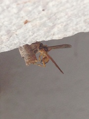 Mischocyttarus cerberus