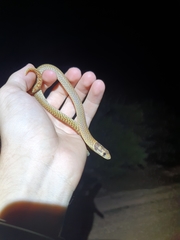Pygopus nigriceps
