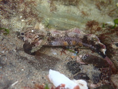 Paraclinus integripinnis