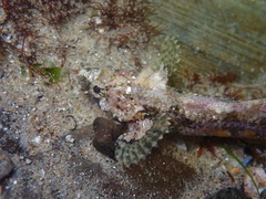 Paraclinus integripinnis