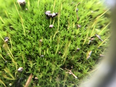 Tortula muralis