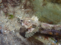 Paraclinus integripinnis