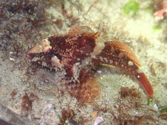 Oligocottus rubellio