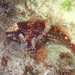 Rosy Sculpin - Photo (c) Alex Castelein, some rights reserved (CC BY-NC), uploaded by Alex Castelein