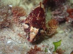 Oligocottus rubellio