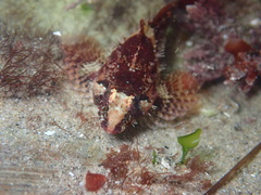 Oligocottus rubellio