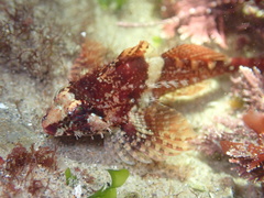 Oligocottus rubellio