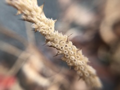 Elsholtzia ciliata
