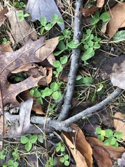 Trifolium repens